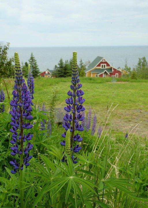 Cove Point Lodge Beaver Bay Экстерьер фото